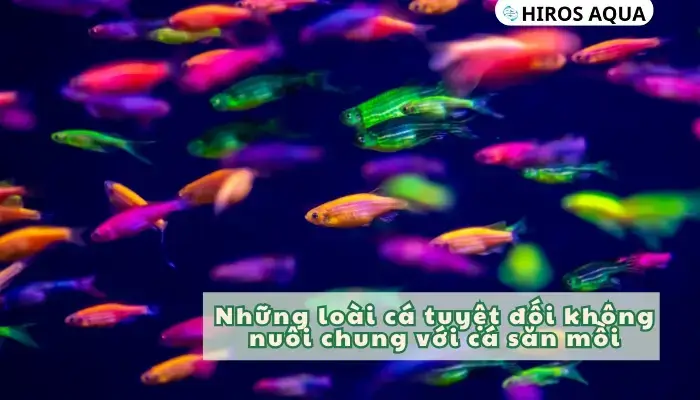những loài cá săn mồi nước ngọt những loài cá săn mồi nước ngọt