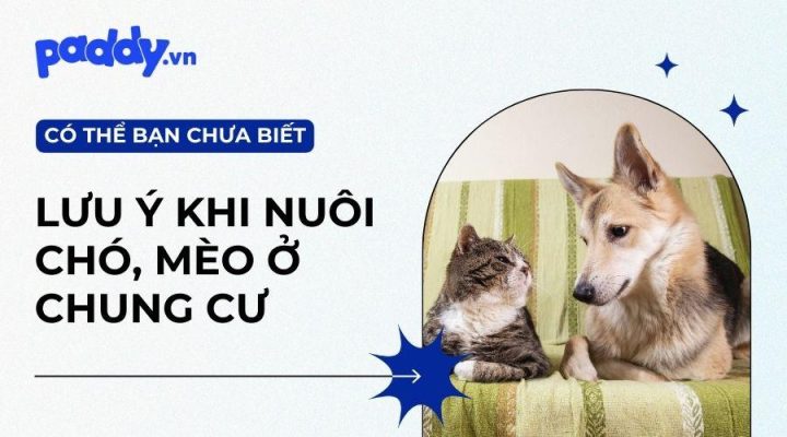 Nuôi Chó Tại Chung Cư: Hướng Dẫn Chi Tiết Và Trách Nhiệm