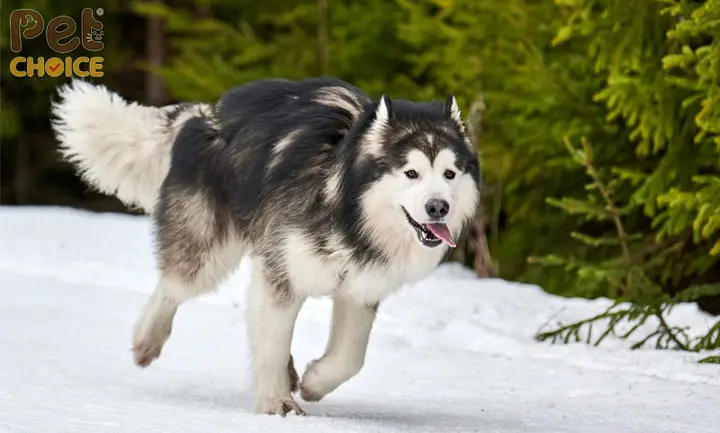 Mua chó Alaska uy tín: Hướng dẫn từ A-Z cho người yêu chó Mua chó Alaska uy tín: Hướng dẫn từ A-Z cho người yêu chó