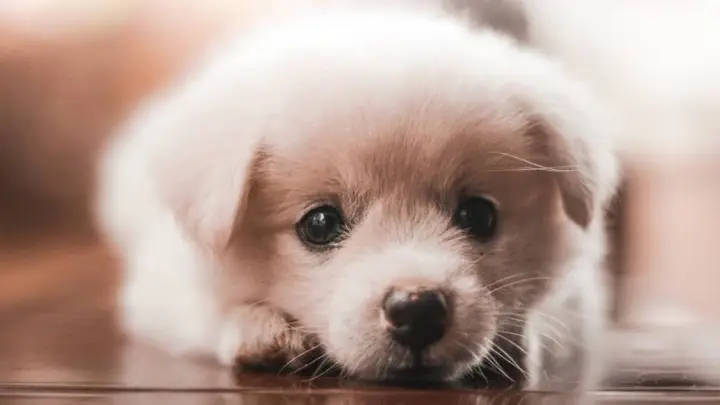 Nắm Vững Cách Nói Về Loài Chó Bằng Tiếng Anh
