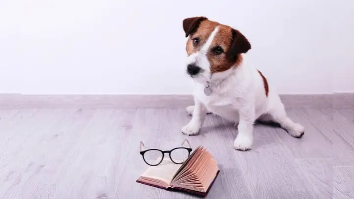 Nắm Vững Cách Nói Về Loài Chó Bằng Tiếng Anh