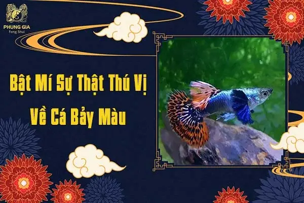 nuôi cá bảy màu theo phong thủy