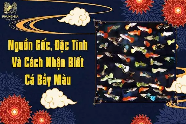 nuôi cá bảy màu theo phong thủy
