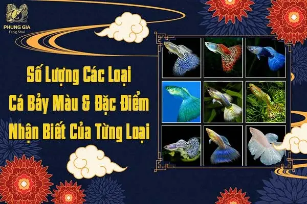 nuôi cá bảy màu theo phong thủy
