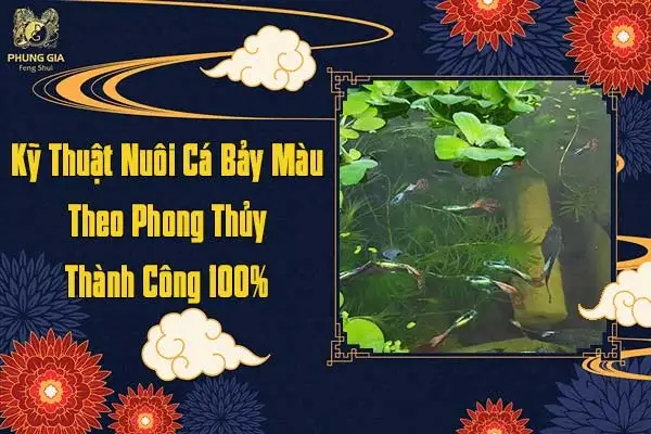 nuôi cá bảy màu theo phong thủy