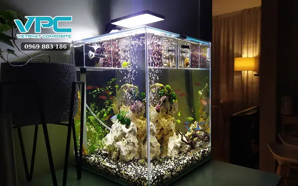 nuôi cá bảy màu trong chậu thủy tinh