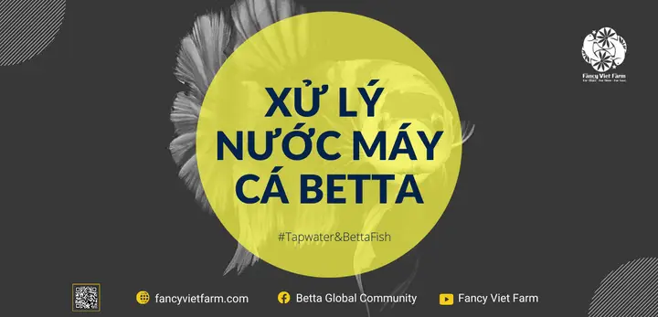 nuôi cá betta bằng nước máy nuôi cá betta bằng nước máy