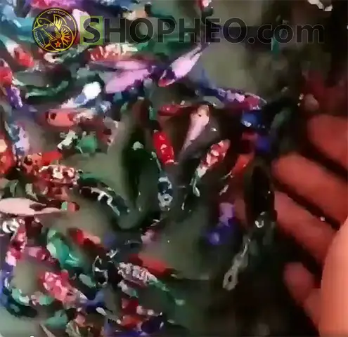 nuôi cá betta bầy nuôi cá betta bầy