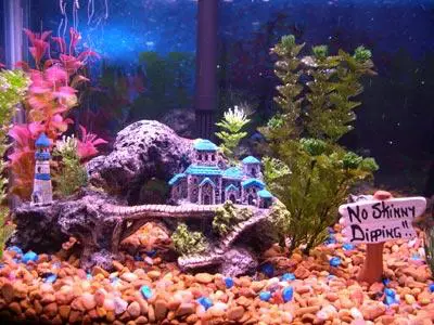 nuôi cá betta bầy nuôi cá betta bầy