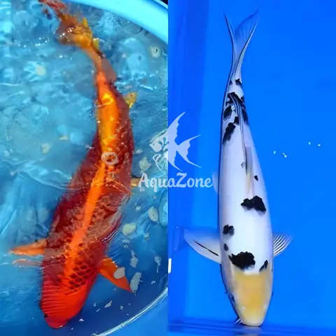nuôi cá chép koi nuôi cá chép koi