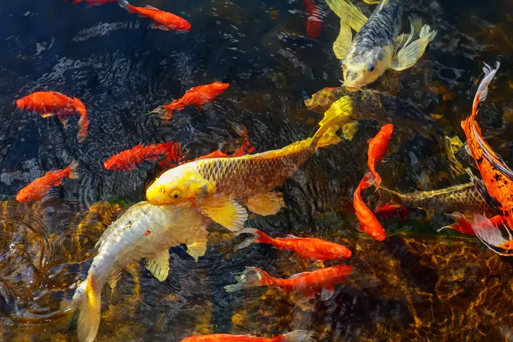 nuôi cá chép vàng trong bể kính nuôi cá chép vàng trong bể kính