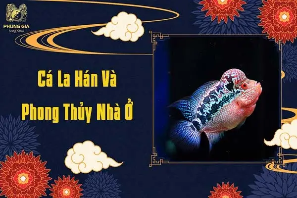 nuôi cá la hán phong thủy nuôi cá la hán phong thủy