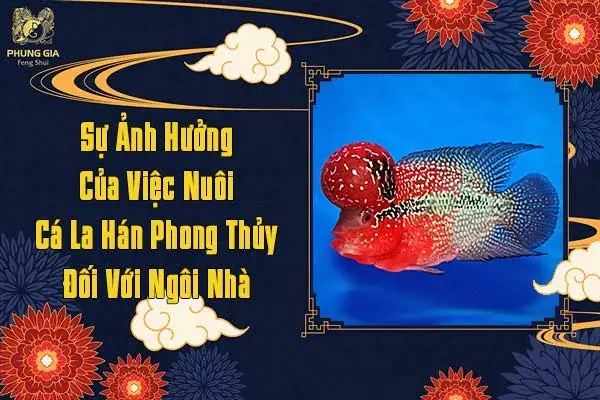 Nuôi Cá La Hán Phong Thủy: Hướng Dẫn Chi Tiết Cho Gia Chủ nuôi cá la hán phong thủy
