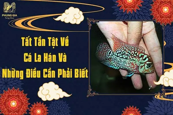 nuôi cá la hán phong thủy nuôi cá la hán phong thủy