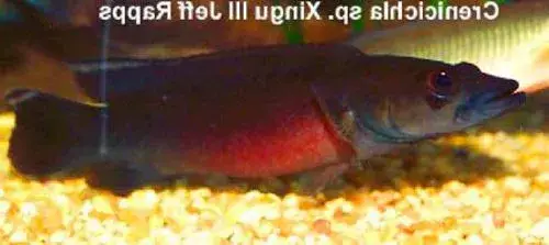 nuôi cá mập con nuôi cá mập con
