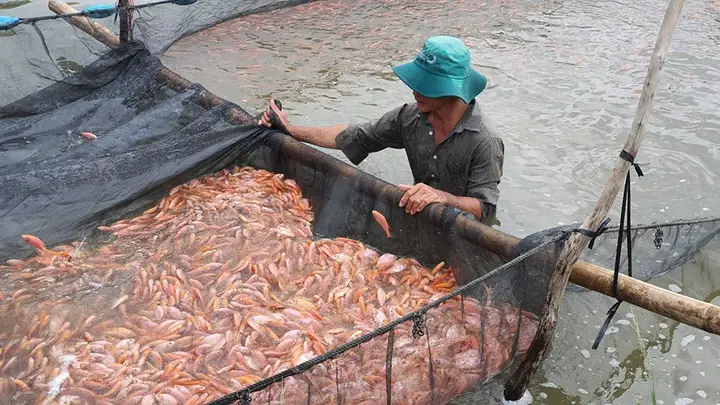 nuôi cá nước ngọt nuôi cá nước ngọt
