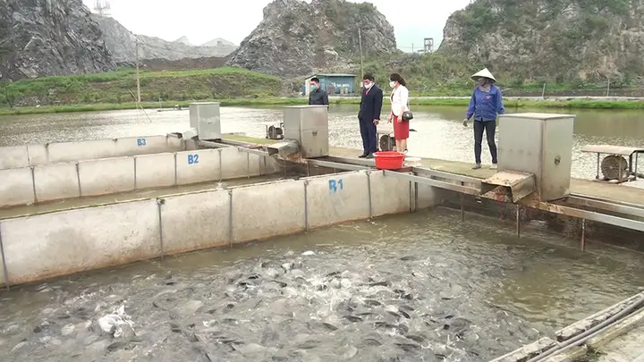 nuôi cá nước ngọt nuôi cá nước ngọt