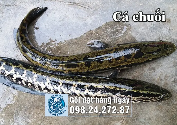 nuôi cá quả ở miền bắc nuôi cá quả ở miền bắc