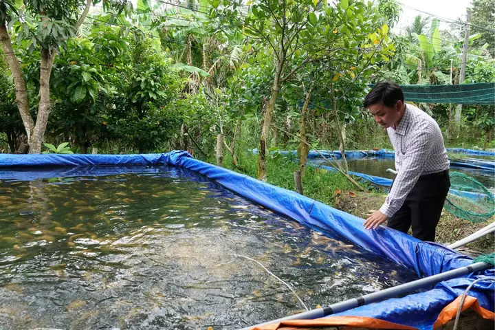 nuôi cá tai tượng da beo nuôi cá tai tượng da beo