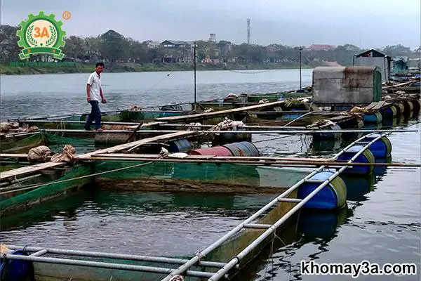 nuôi cá trắm cỏ bằng cây chuối nuôi cá trắm cỏ bằng cây chuối