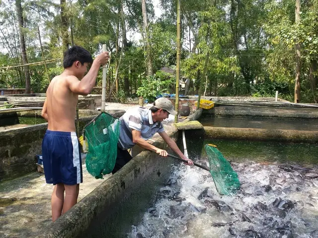 nuôi cá trê bạch tạng nuôi cá trê bạch tạng