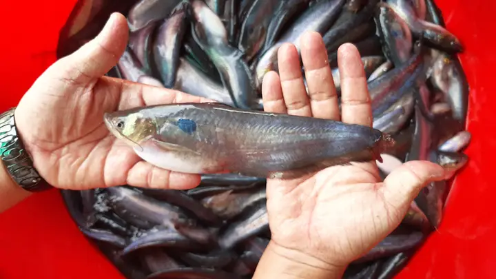 nuôi cá trèn bầu nuôi cá trèn bầu