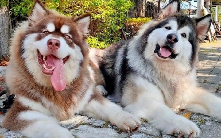 Hành Trình Lớn Lên: Khám Phá Các Giai Đoạn Phát Triển Của Chó Alaska Toàn Diện Từ A-Z Hành Trình Lớn Lên: Khám Phá Các Giai Đoạn Phát Triển Của Chó Alaska Toàn Diện Từ A-Z