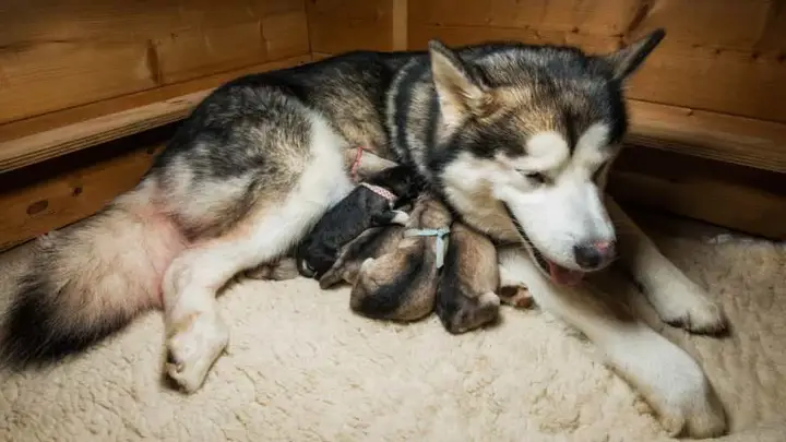 nuôi chó alaska sinh sản
