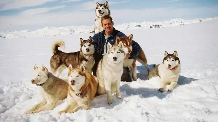 Nuôi Chó Husky Có Dễ Không? Cẩm Nang Chăm Sóc Toàn Diện Cho Người Mới Nuôi Chó Husky Có Dễ Không? Cẩm Nang Chăm Sóc Toàn Diện Cho Người Mới