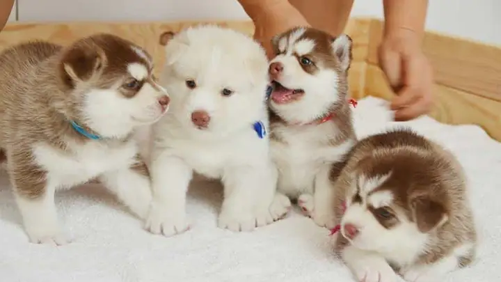 nuôi chó husky có dễ không nuôi chó husky có dễ không