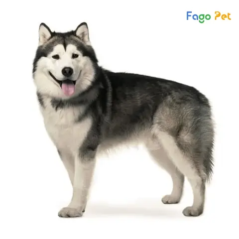 Phối Giống Chó Husky Tại Hà Nội: Cẩm Nang Toàn Diện Từ A Đến Z Để Chọn Đối Tác Ưu Tú Phối Giống Chó Husky Tại Hà Nội: Cẩm Nang Toàn Diện Từ A Đến Z Để Chọn Đối Tác Ưu Tú