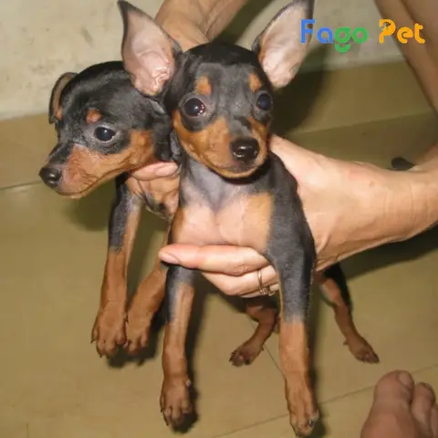 Hướng Dẫn Toàn Diện Phối Giống Chó Phốc Hươu Tại Hà Nội Từ A Đến Z Hướng Dẫn Toàn Diện Phối Giống Chó Phốc Hươu Tại Hà Nội Từ A Đến Z