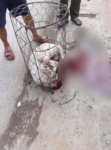 Chó Pitbull Cắn Người ở Hà Nội: Nguyên Nhân, Hậu Quả và Giải Pháp Phòng Tránh Hiệu Quả