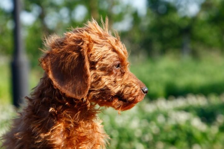 Poodle Lai Chó Ta: Đặc Điểm, Cách Chăm Sóc Và Huấn Luyện Hiệu Quả Poodle lai chó ta là gì?