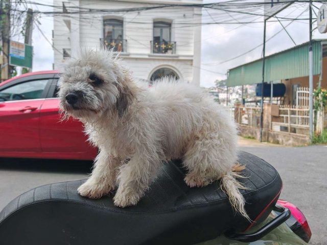 Poodle Lai Chó Ta: Đặc Điểm, Cách Chăm Sóc Và Huấn Luyện Hiệu Quả Cách chăm sóc Poodle lai chó ta
