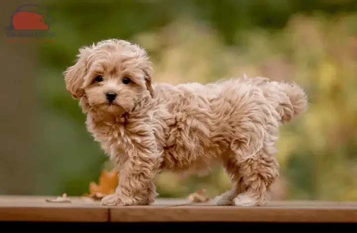 Poodle Lai Chó Ta: Đặc Điểm, Cách Chăm Sóc Và Huấn Luyện Hiệu Quả Kinh nghiệm chọn mua Poodle lai chó ta