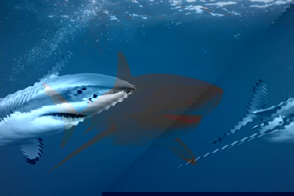 Hình ảnh cá mập Megalodon: Sự thật về loài săn mồi khổng lồ Hình ảnh cá mập Megalodon: Sự thật về loài săn mồi khổng lồ