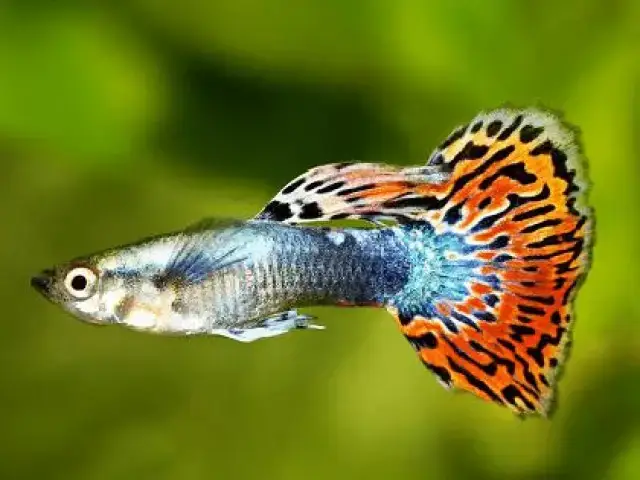 quá trình phát triển của cá bảy màu