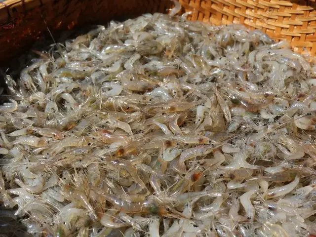 quá trình phát triển của cá koi quá trình phát triển của cá koi