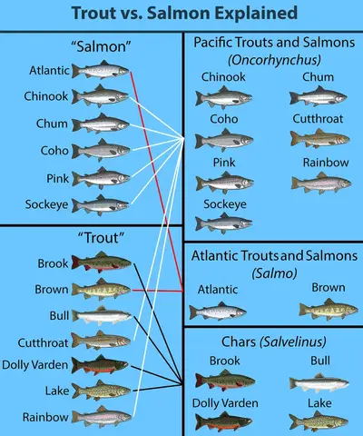salmon là cá gì salmon là cá gì