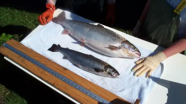 salmon là cá gì salmon là cá gì