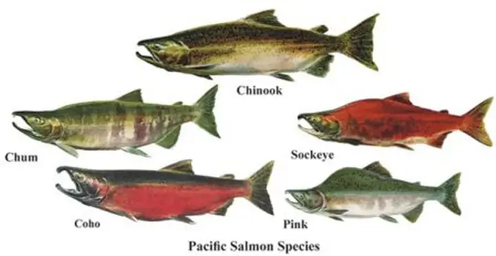 salmon là cá gì salmon là cá gì