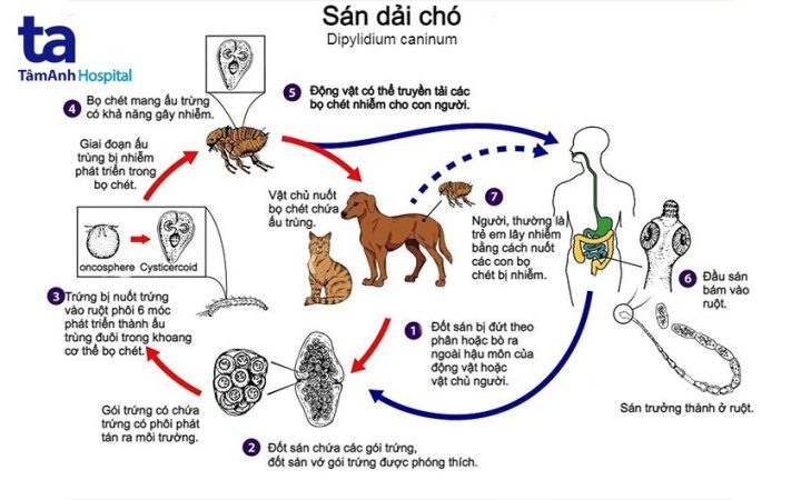 Nguyên nhân gây ra sán chó