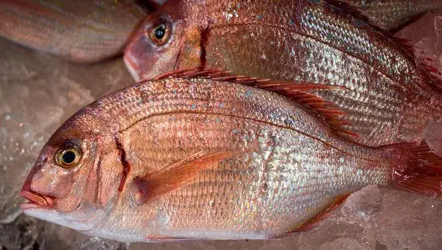 sea bream là cá gì sea bream là cá gì