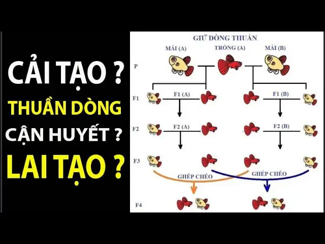 sơ đồ lai cá bảy màu