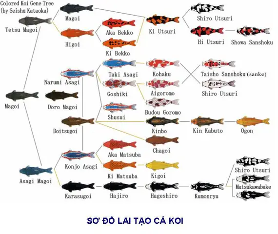 sơ đồ lai cá bảy màu