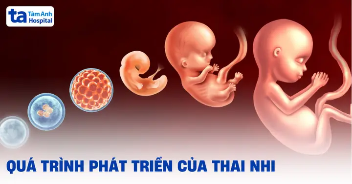 sự phát triển của cá sự phát triển của cá