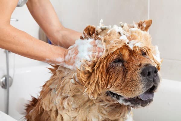 Sữa Tắm Cho Chó Poodle: Sản Phẩm An Toàn Và Hiệu Quả Cho Lông Khỏe Mạnh Tại sao cần chọn sữa tắm phù hợp cho chó Poodle?