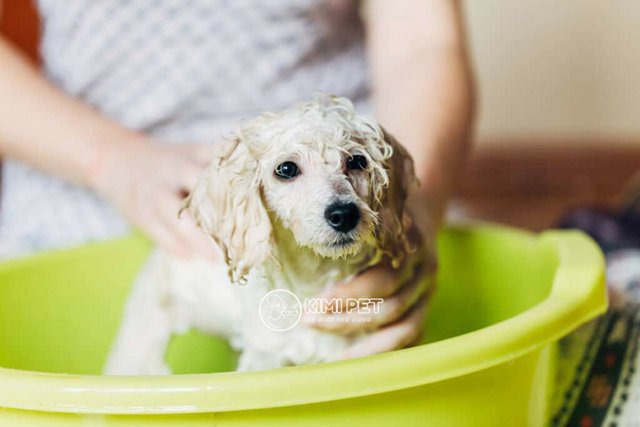 Sữa Tắm Cho Chó Poodle: Sản Phẩm An Toàn Và Hiệu Quả Cho Lông Khỏe Mạnh Hướng dẫn cách tắm cho chó Poodle đúng cách