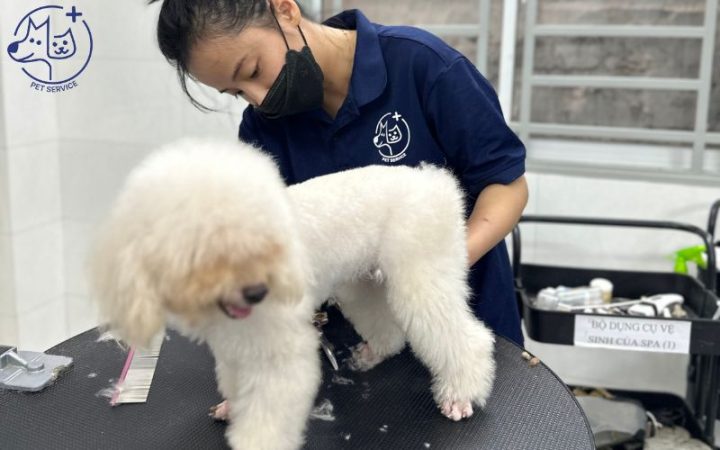 Sữa Tắm Cho Chó Poodle: Sản Phẩm An Toàn Và Hiệu Quả Cho Lông Khỏe Mạnh Những sai lầm thường gặp khi tắm cho chó Poodle